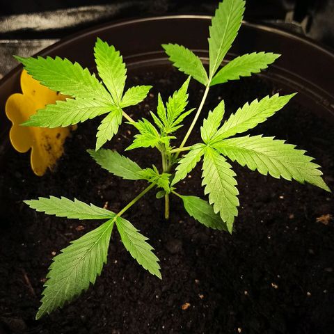 Penelope growlog timeline photo