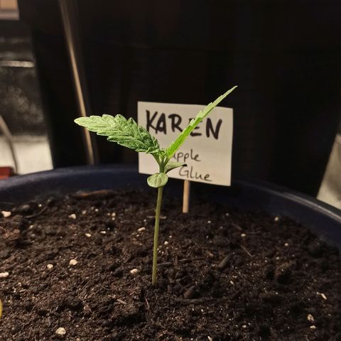 Karen growlog timeline photo