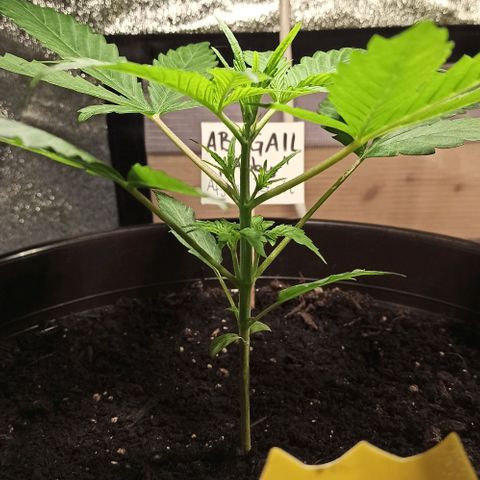 Abigail growlog timeline photo