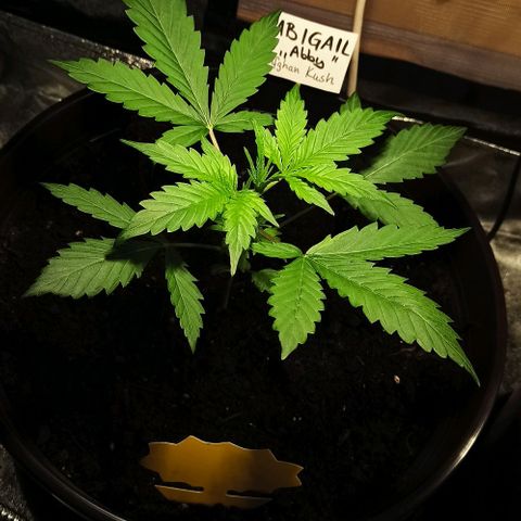 Abigail growlog timeline photo