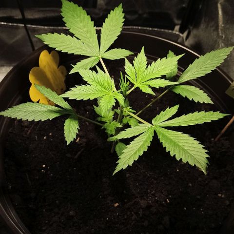 Penelope growlog timeline photo
