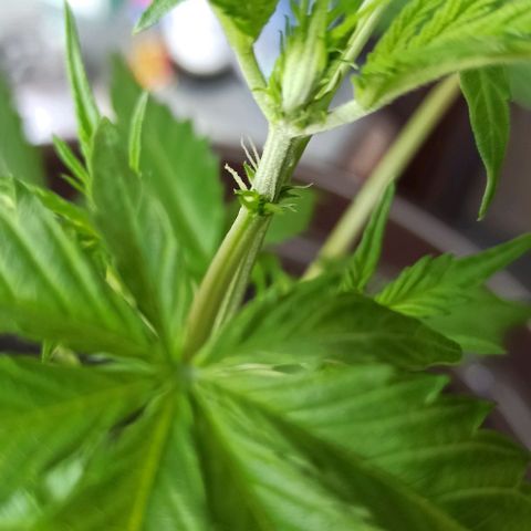Penelope growlog timeline photo