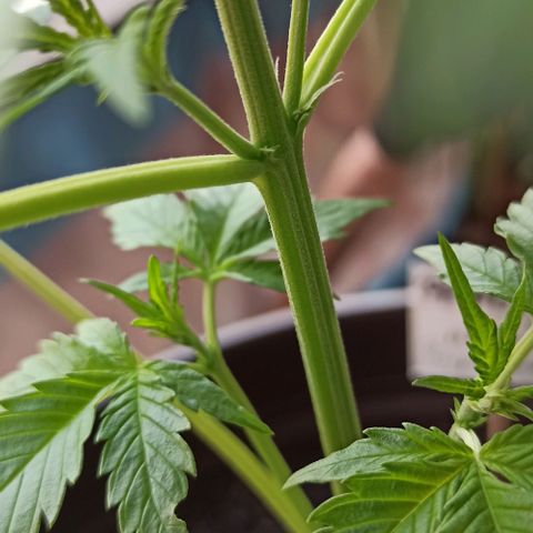Penelope growlog timeline photo