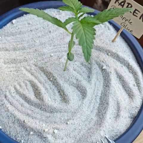 Karen growlog timeline photo