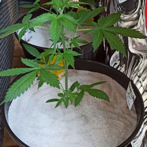 Penelope growlog timeline photo