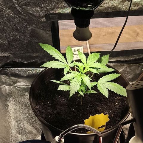 Abigail growlog timeline photo