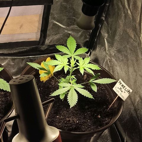 Penelope growlog timeline photo