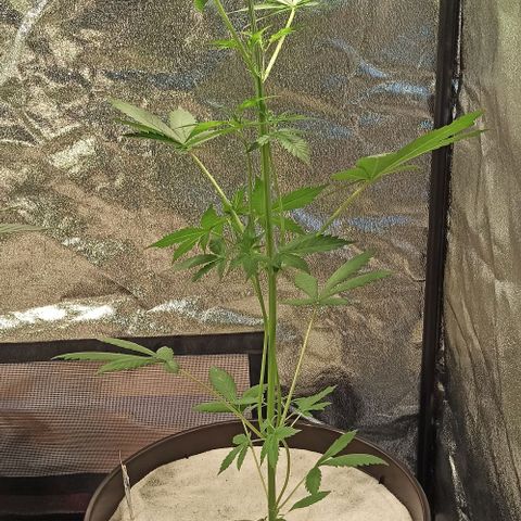 Penelope growlog timeline photo