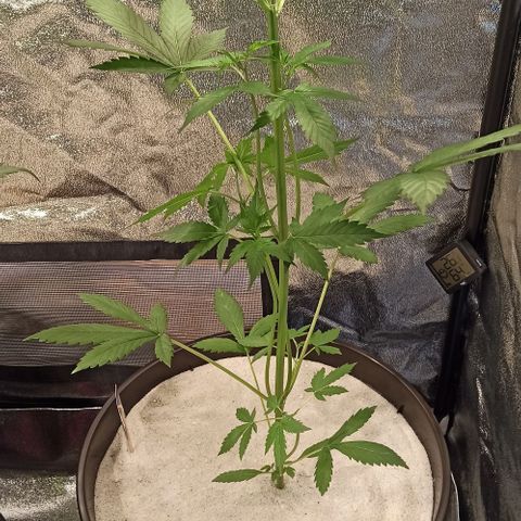 Penelope growlog timeline photo