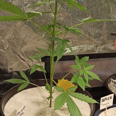 Abigail growlog timeline photo