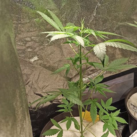 Abigail growlog timeline photo