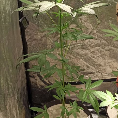 Abigail growlog timeline photo