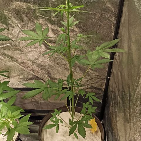 Penelope growlog timeline photo