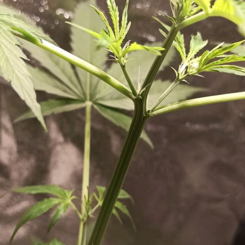 Penelope growlog timeline photo