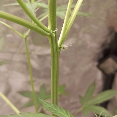 Penelope growlog photo: Ich sehe keine Problematik in unserer Beleuchtung 👌