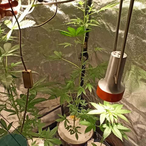 Penelope growlog photo: Ich sehe keine Problematik in unserer Beleuchtung 👌
