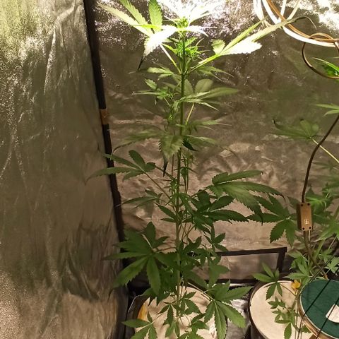 Abigail growlog photo: Licht top