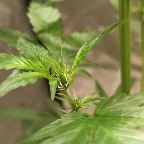 Abigail growlog photo: Licht top