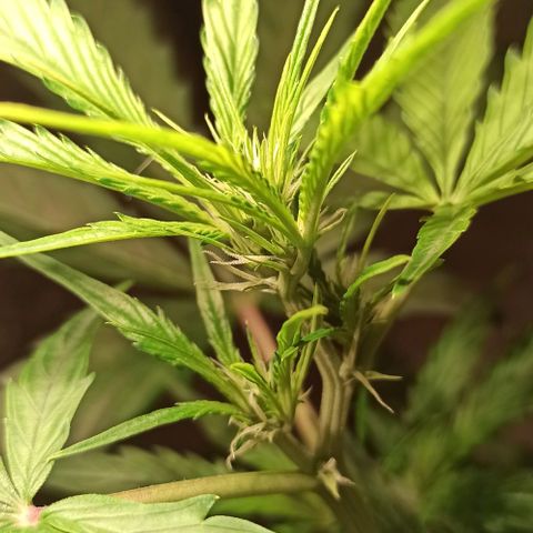 Abigail growlog photo: Licht top