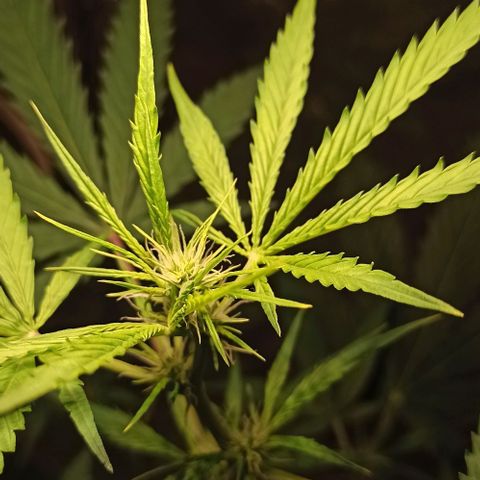 Penelope growlog timeline photo
