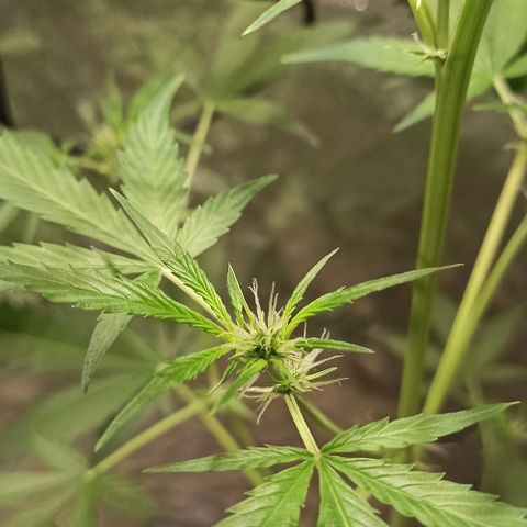 Penelope growlog timeline photo