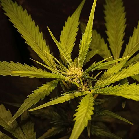 Abigail growlog timeline photo