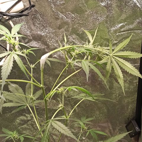 Penelope growlog photo: Knick geklebt weil LST verkackt