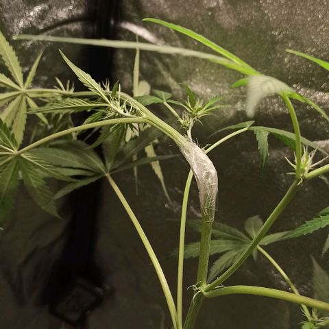 Penelope growlog photo: Knick geklebt weil LST verkackt