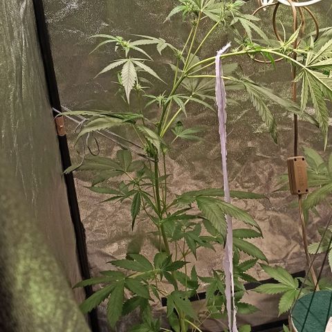 Abigail growlog timeline photo