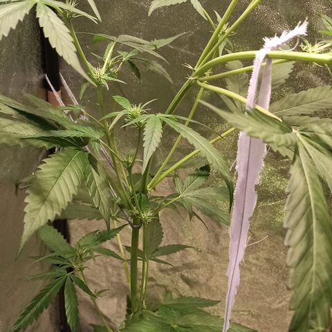 Abigail growlog timeline photo