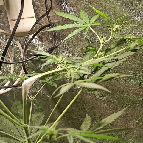 Penelope growlog photo: Nächster Morgen nach Training, richtet sich langsam auf 👌