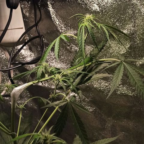 Penelope growlog photo: Macht sich gut