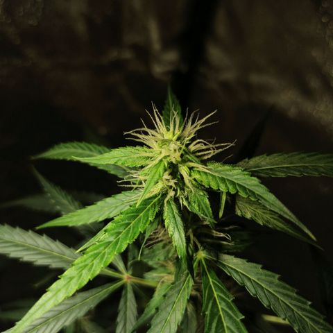 Penelope growlog photo: Wird doch trotz Setup 👌