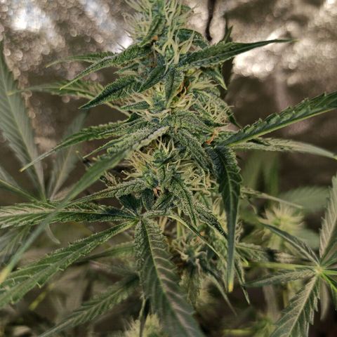 Abigail growlog timeline photo