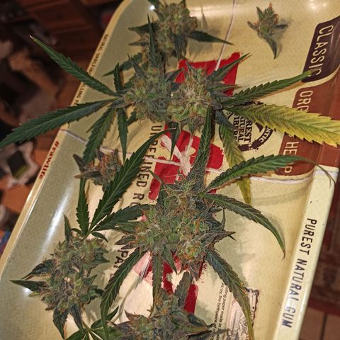 Abigail growlog photo: Die Verluste