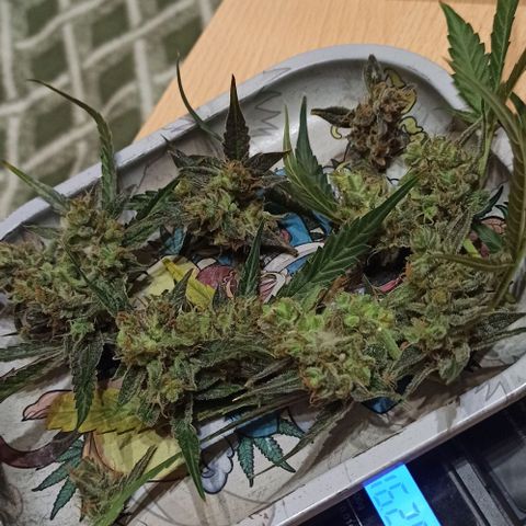 Abigail growlog photo: Die Verluste