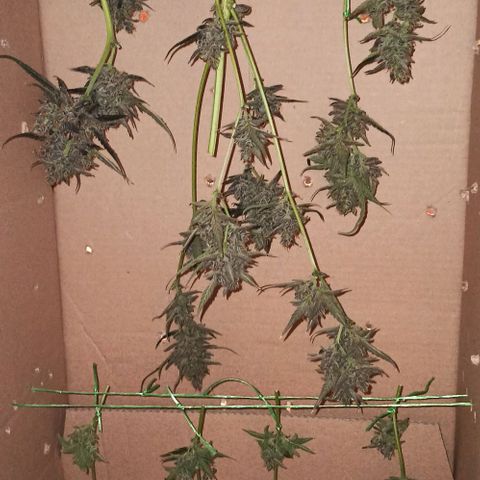Abigail growlog timeline photo