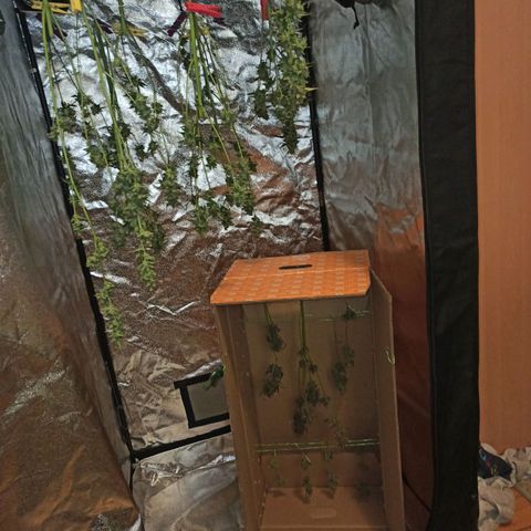 Abigail growlog photo: Ganze Ernte (theoretisch minus Afghan Headbud)