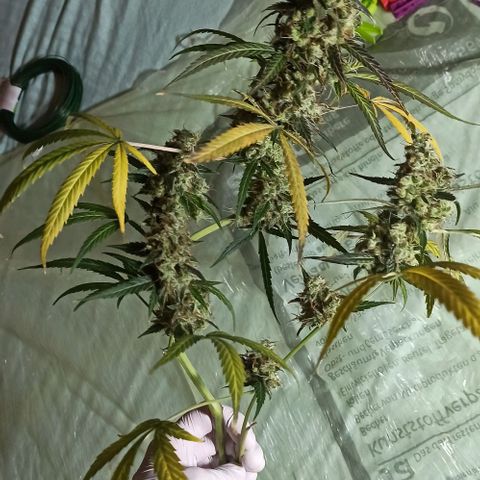 Penelope growlog photo: Paar Ernte Bilder von Pia