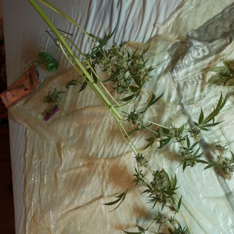 Penelope growlog photo: Paar Ernte Bilder von Pia