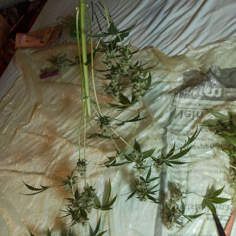Penelope growlog photo: Paar Ernte Bilder von Pia