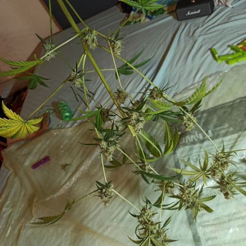 Penelope growlog photo: Paar Ernte Bilder von Pia