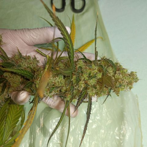 Penelope growlog photo: Paar Ernte Bilder von Pia