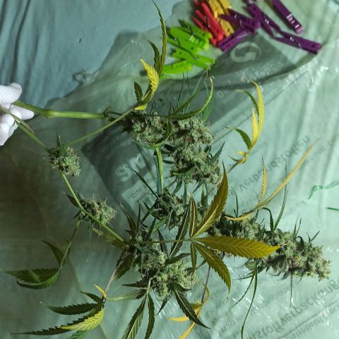 Penelope growlog photo: Paar Ernte Bilder von Pia