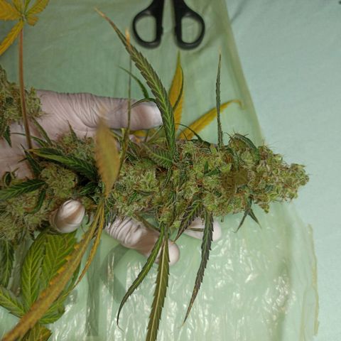 Penelope growlog photo: Paar Ernte Bilder von Pia