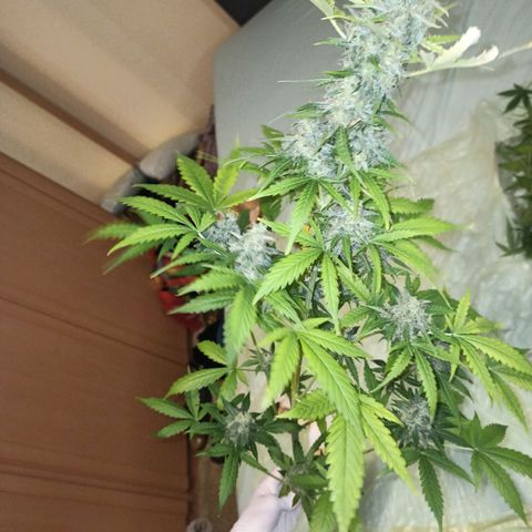 Karen growlog timeline photo