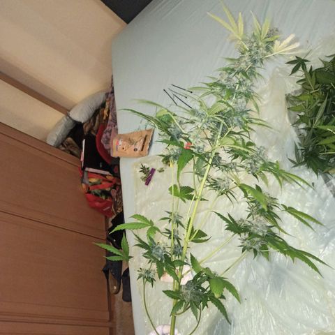 Karen growlog timeline photo