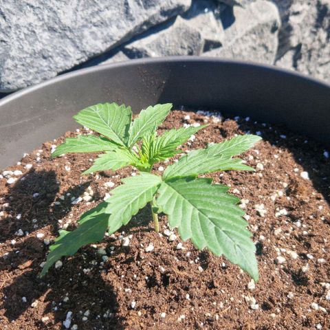 Amnesia Haze growlog timeline photo