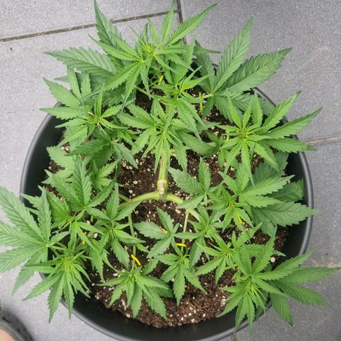 Amnesia Haze growlog timeline photo