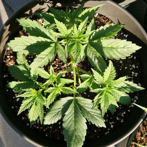 Amnesia Haze growlog timeline photo